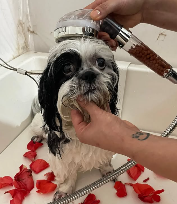 Banho Aromático nos Pets