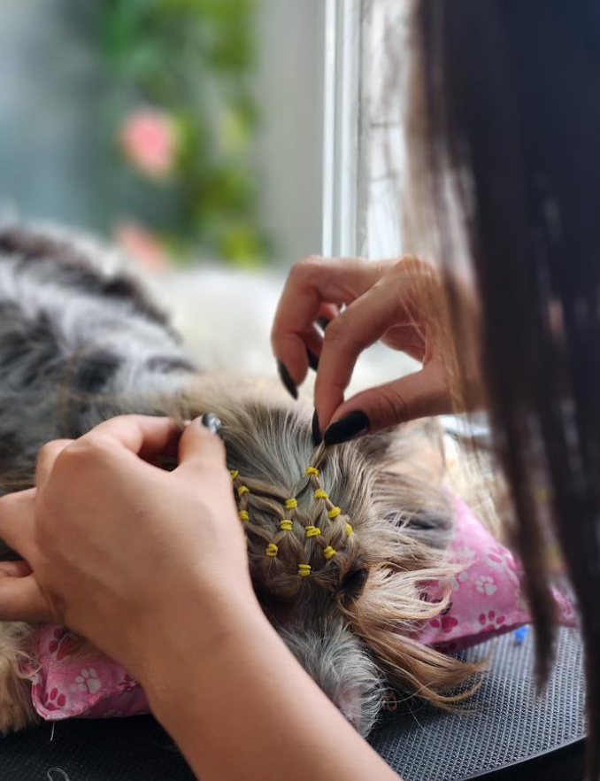 Penteados Personalizados de Pet